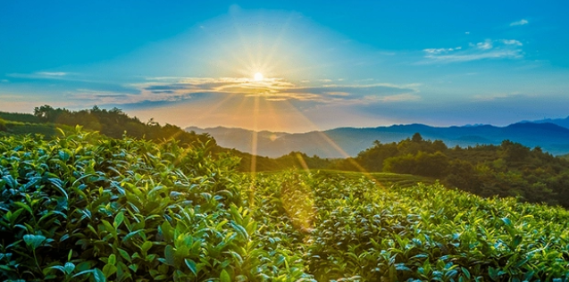 视频号茶叶类目需要报白么？具体入驻流程有哪些？