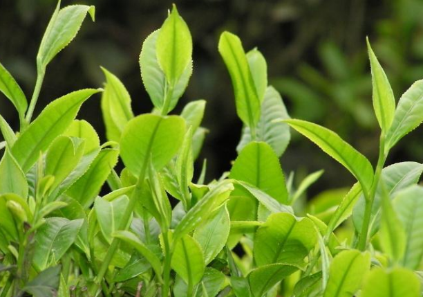 快手卖茶叶需要什么执照？最新茶叶类目报白申请条件