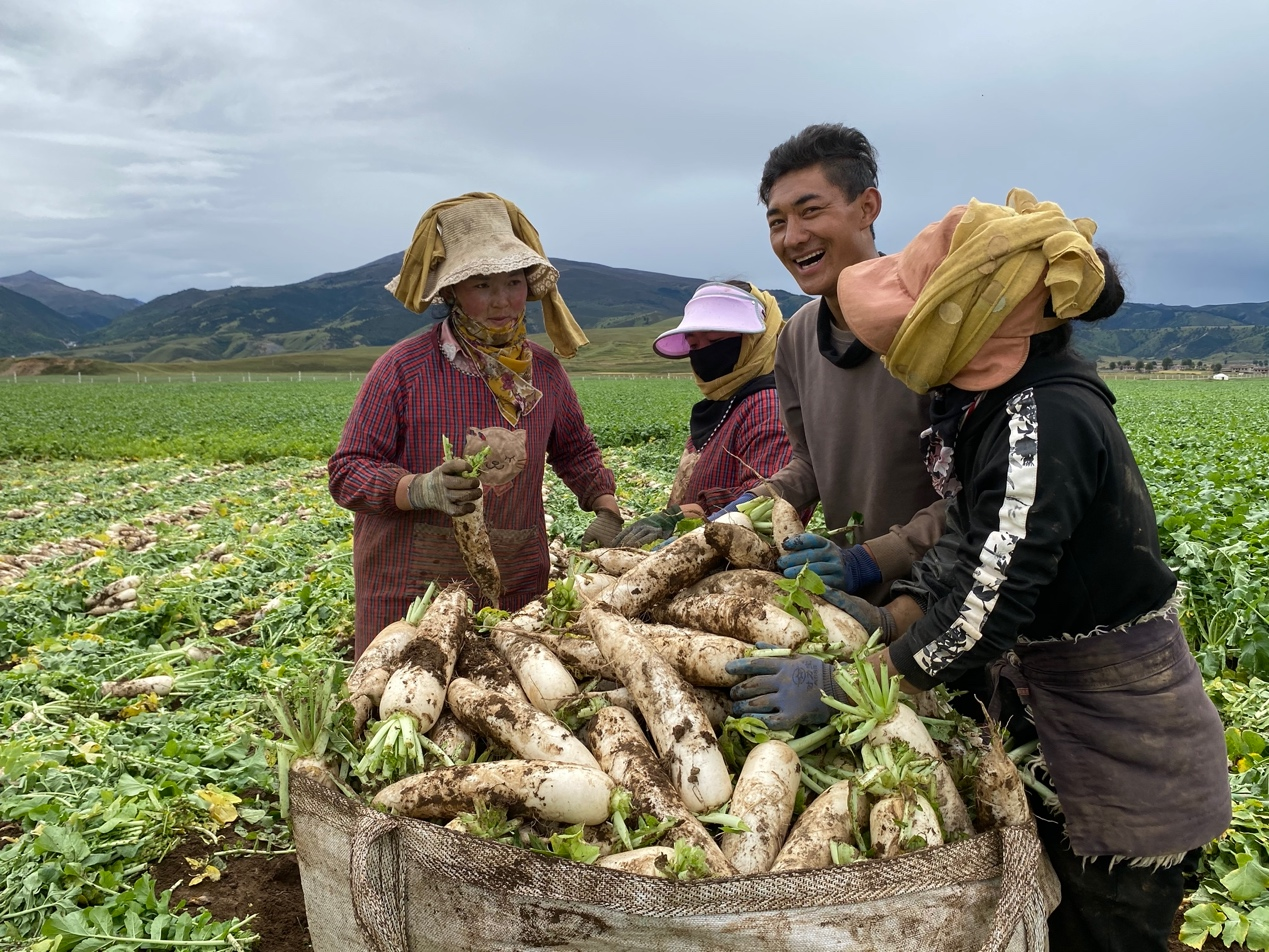 阿里巴巴丰收节：160个重点帮扶县农产品线上销售增长19.3%