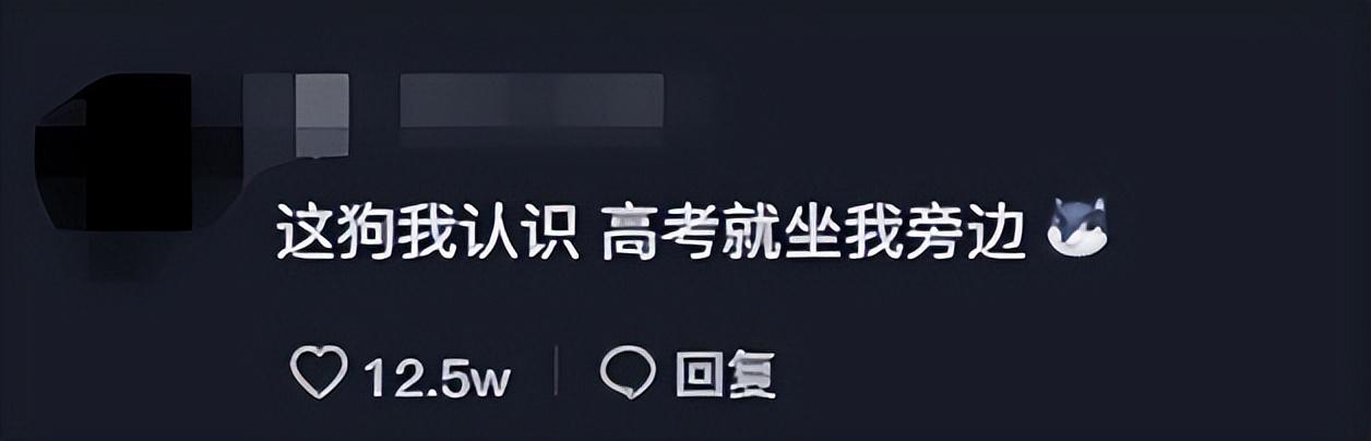 网红狗排行前十名是谁？ 盘点那些全网最受欢迎的网红犬