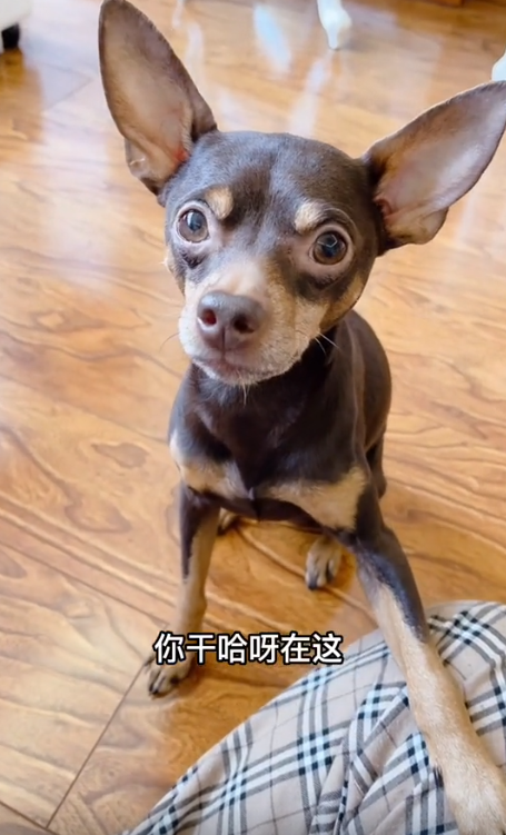 网红狗排行前十名是谁？ 盘点那些全网最受欢迎的网红犬