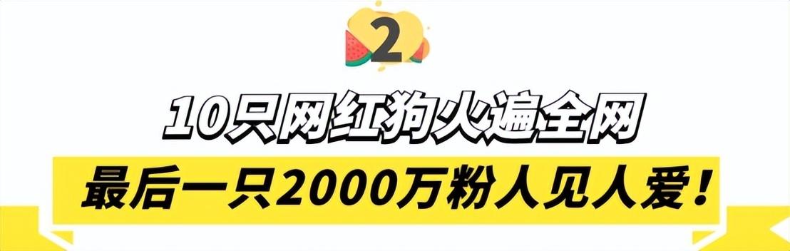 网红狗排行前十名是谁？ 盘点那些全网最受欢迎的网红犬