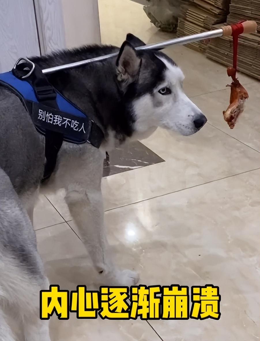 网红狗排行前十名是谁？ 盘点那些全网最受欢迎的网红犬
