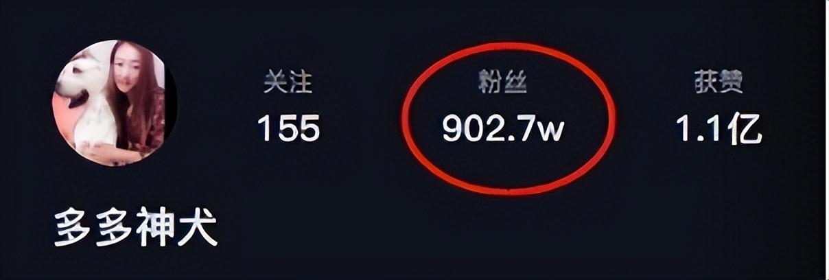 网红狗排行前十名是谁？ 盘点那些全网最受欢迎的网红犬