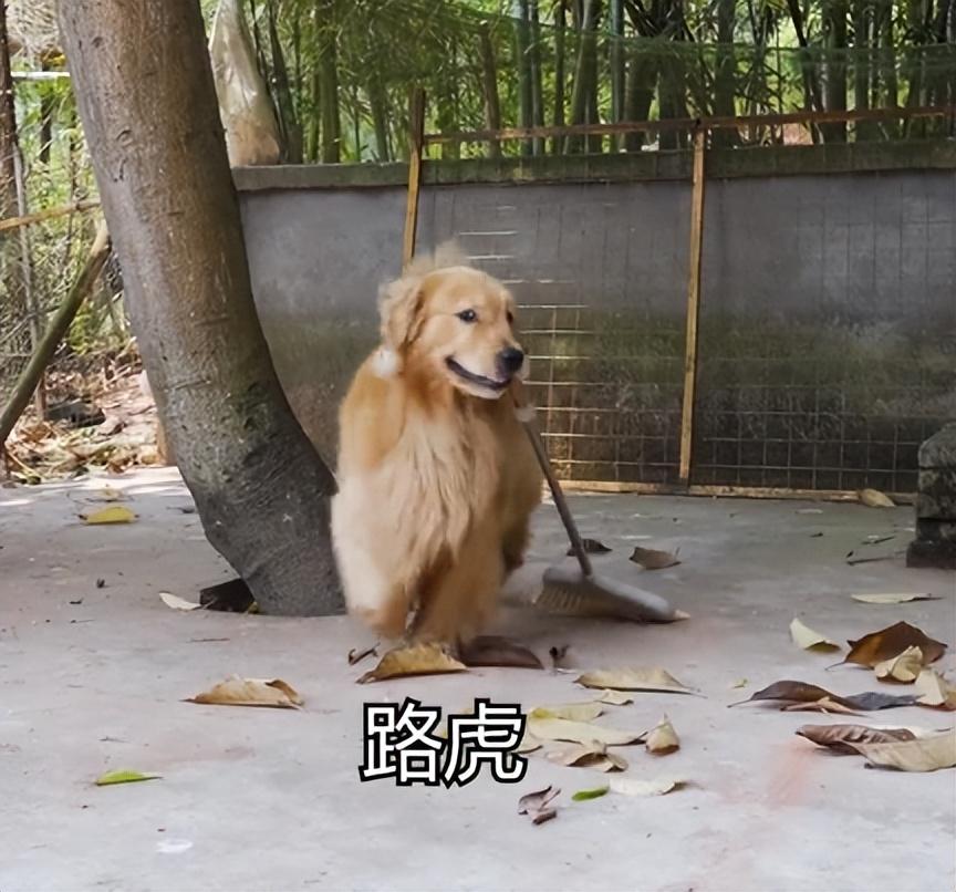 网红狗排行前十名是谁？ 盘点那些全网最受欢迎的网红犬