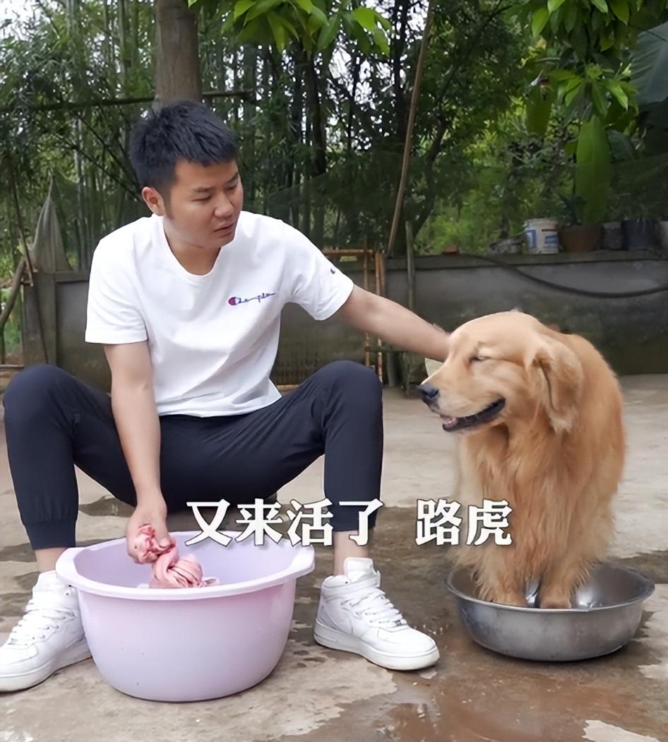 网红狗排行前十名是谁？ 盘点那些全网最受欢迎的网红犬