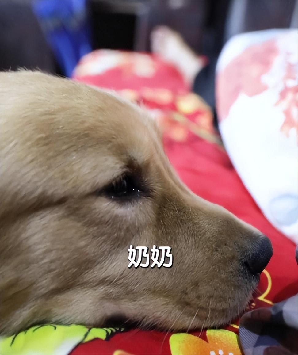 网红狗排行前十名是谁？ 盘点那些全网最受欢迎的网红犬