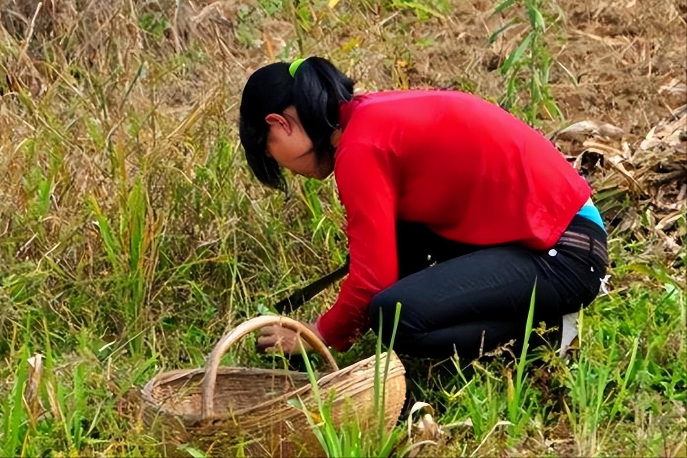 壹号土猪创始人陈生简介（壹号土猪集团董事长陈生背景故事及发展）