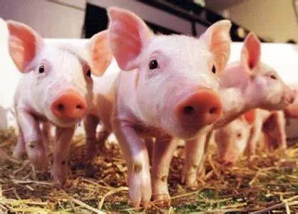 网易养猪场现在怎么样了？网易养猪的真实现状及发展动态