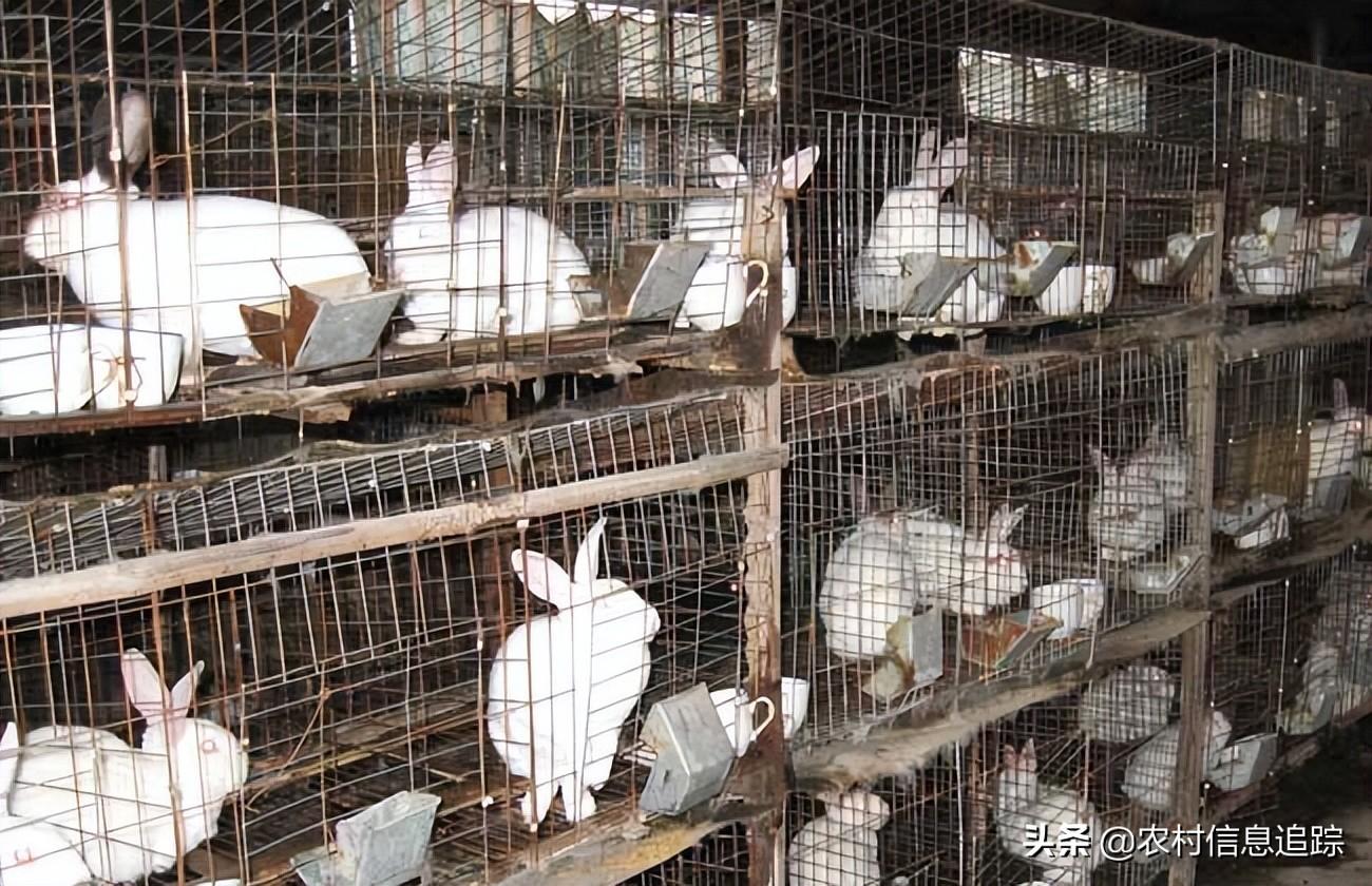 家庭养殖好项目有哪些？不愁销路可致富的农村养殖项目推荐