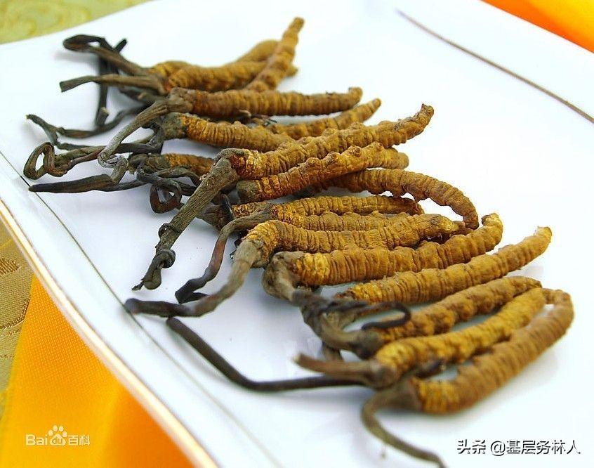 销售冬虫夏草需要什么资质？销售冬虫夏草的方法介绍及注意事项