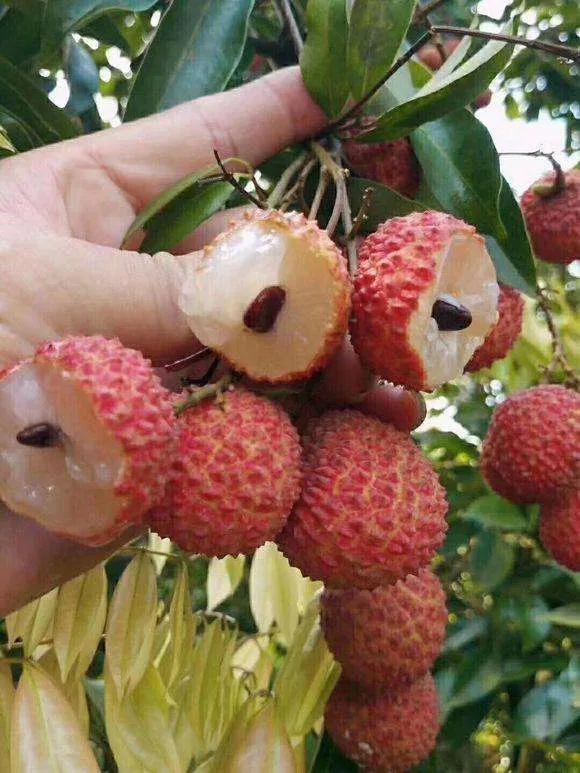 新致富项目种植（2023年不愁销路的种植模式推荐）