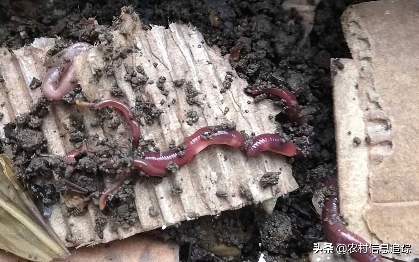 家庭养殖好项目有哪些？不愁销路可致富的农村养殖项目推荐