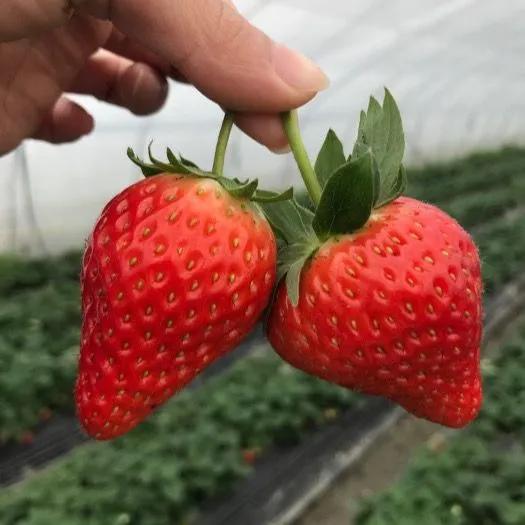 新致富项目种植（2023年不愁销路的种植模式推荐）