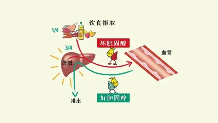 三低对身体有哪些危害？到底什么样叫三低人群？