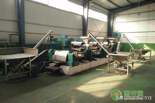 榨油机器全自动多少钱一套？2020不同品种榨油机械报价大全