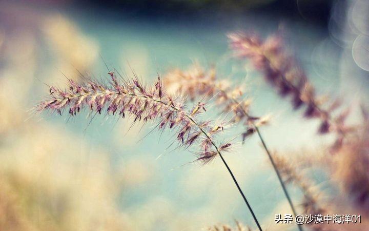 淘宝客推广平台有哪些？淘宝推广平台app排行榜前十推荐