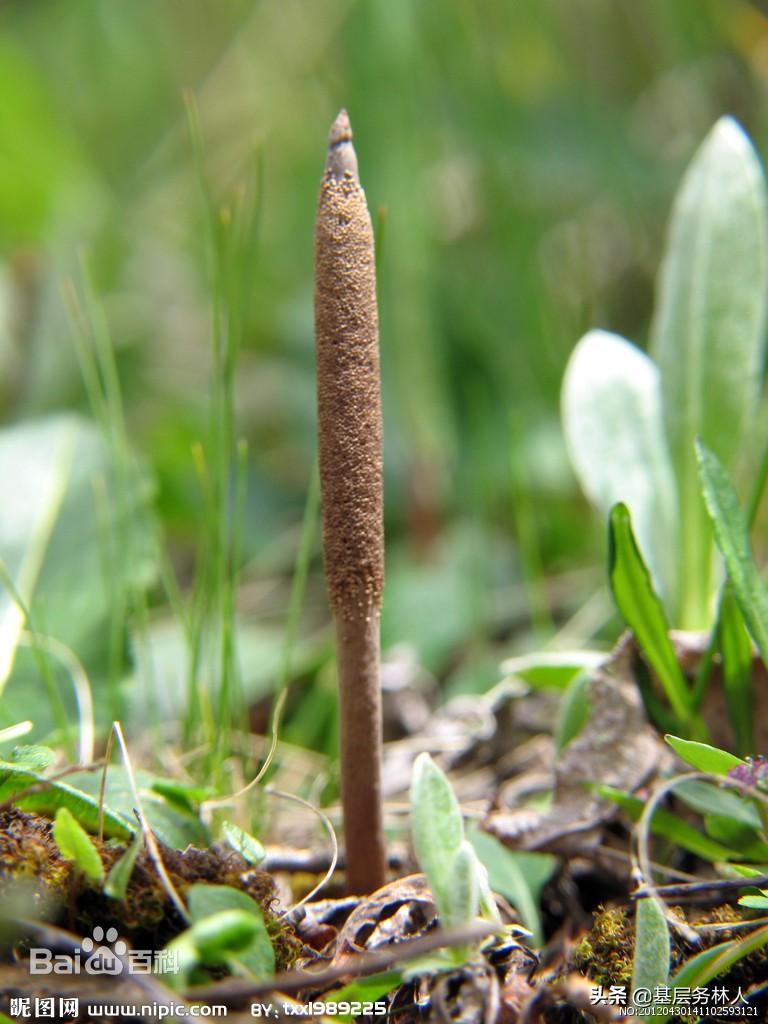 销售冬虫夏草需要什么资质？销售冬虫夏草的方法介绍及注意事项