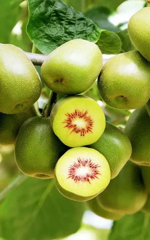 新致富项目种植（2023年不愁销路的种植模式推荐）