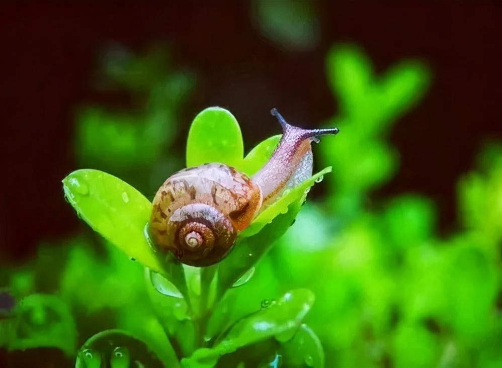 12种最适合懒人养的宠物（适合在家里养的小型冷门宠物）