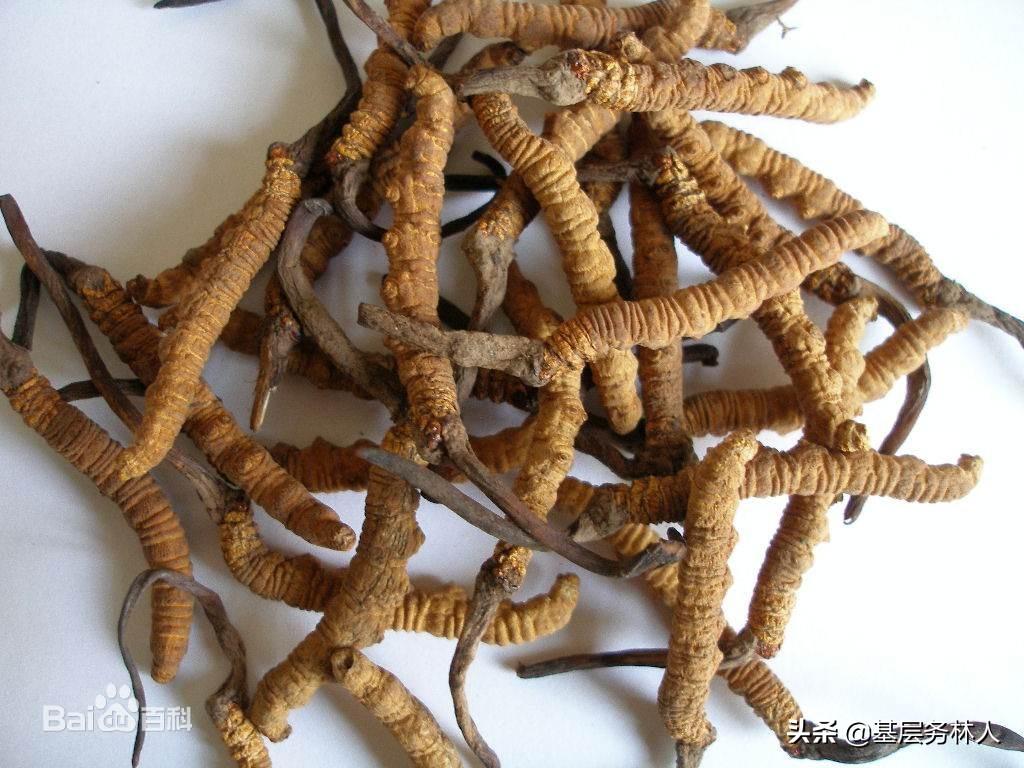 销售冬虫夏草需要什么资质？销售冬虫夏草的方法介绍及注意事项