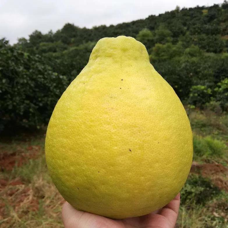 新致富项目种植（2023年不愁销路的种植模式推荐）