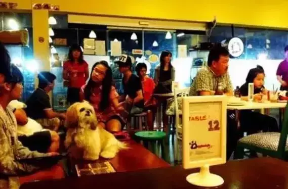 如何开个宠物店赚钱？投资宠物店的利润分析及收入来源