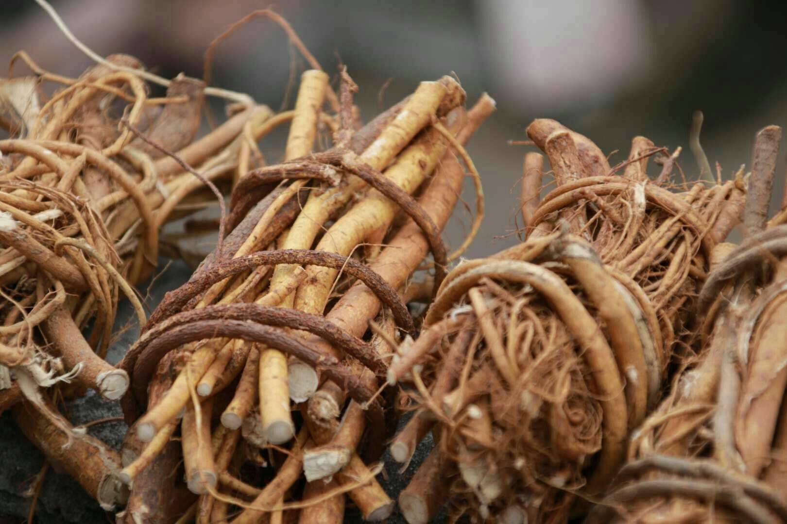 家庭种植致富项目有哪些?农村创业种植好项目推荐