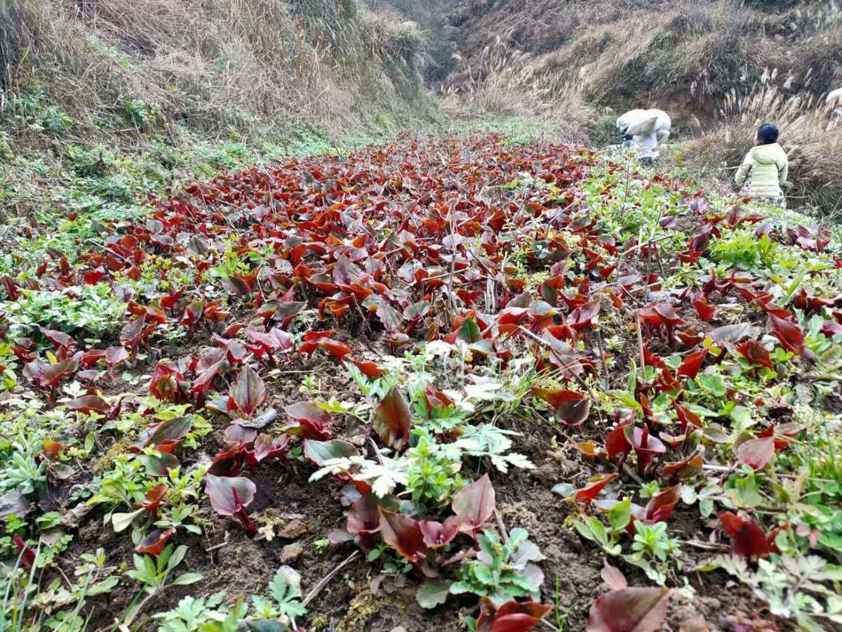 农村种植赚钱好项目有哪些？农村致富赚钱好项目排行榜前十