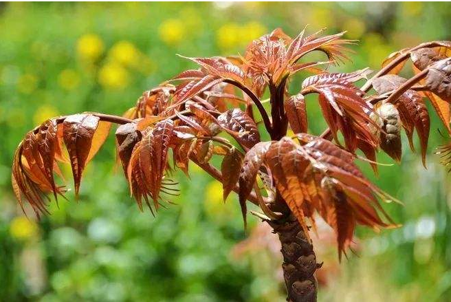 大棚种植香椿利润怎么样？解析香椿种植成本和利润