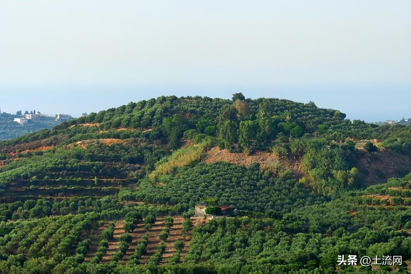 种植什么赚钱？国家扶持种植药材项目大全