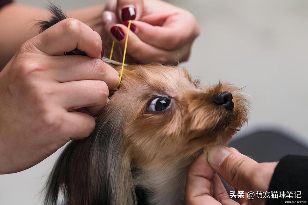如何开宠物店？解析新手开宠物店的流程及条件