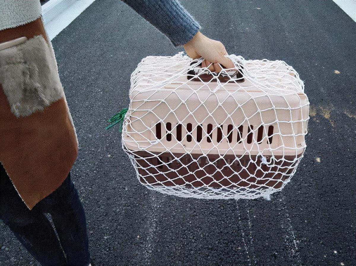同城寄宠物用什么快递？宠物托运物流价格表一览