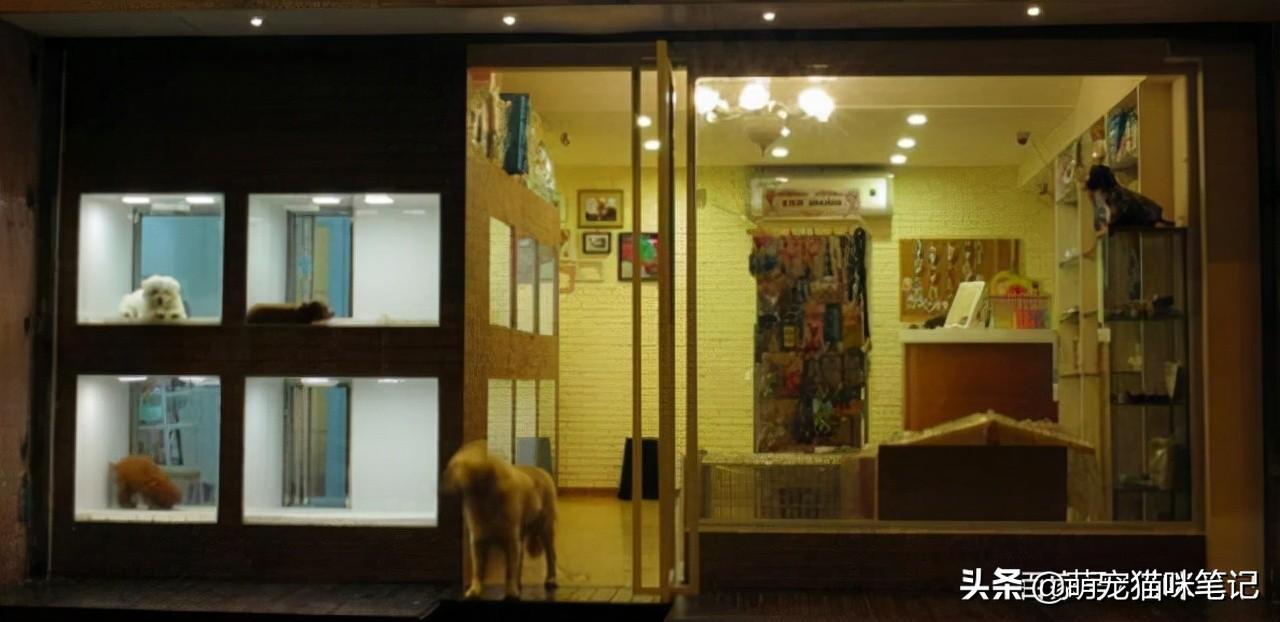 如何开宠物店？解析新手开宠物店的流程及条件