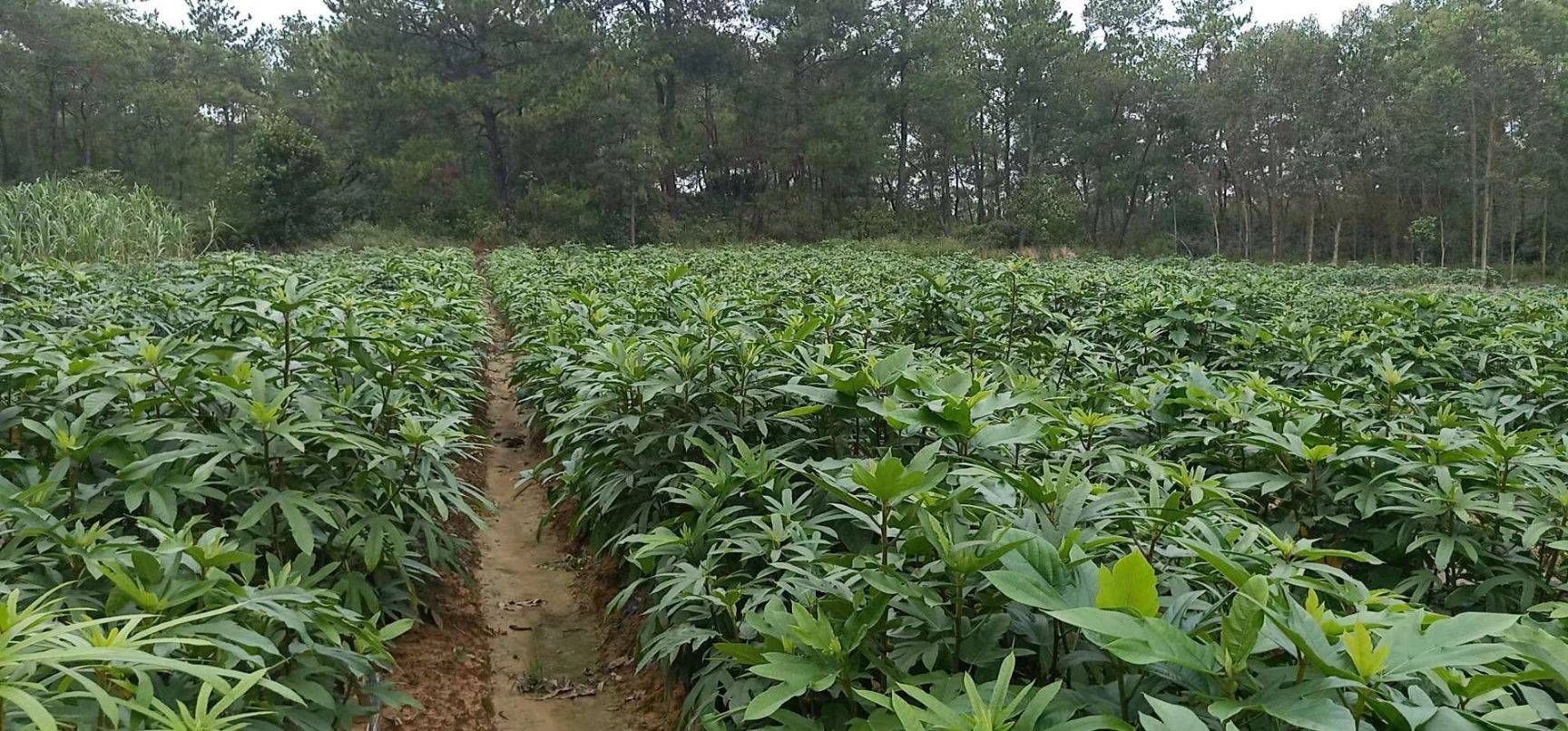 家庭种植致富项目有哪些?农村创业种植好项目推荐