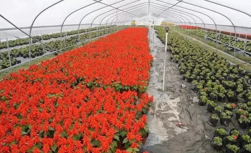 农村小作坊创业项目（农村未来十大暴利行业排行榜）