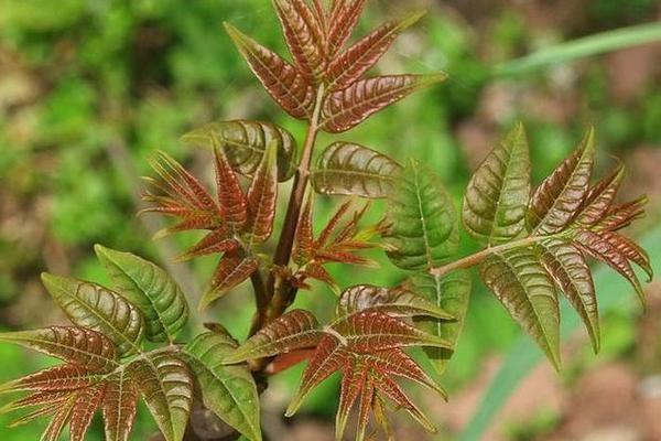 大棚种植香椿利润怎么样？解析香椿种植成本和利润