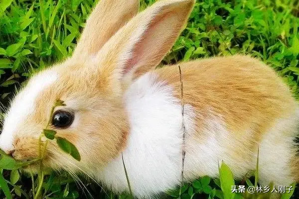 兔子养殖投资成本多少？解析养兔子利润与销路技巧