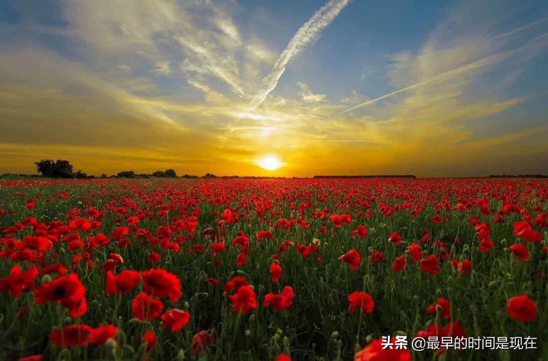 荷兰式拍卖规则（盘点荷兰式拍卖适用产品有哪些）