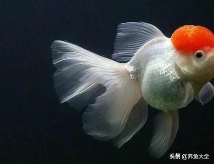 水族店利润有多大？新手开水族店需要投资多少？