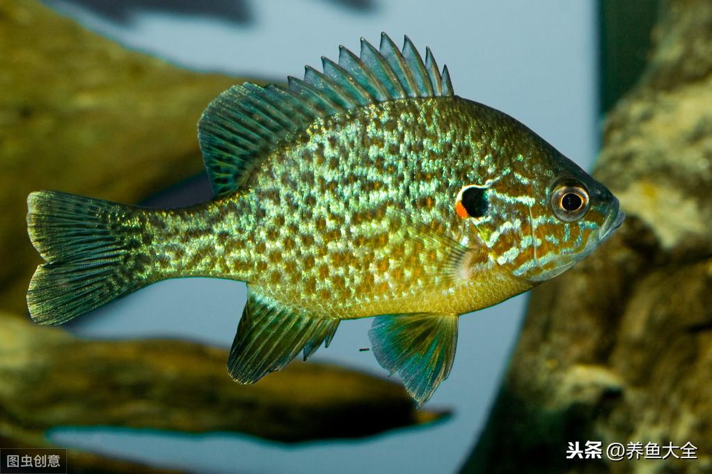 水族店利润有多大？新手开水族店需要投资多少？