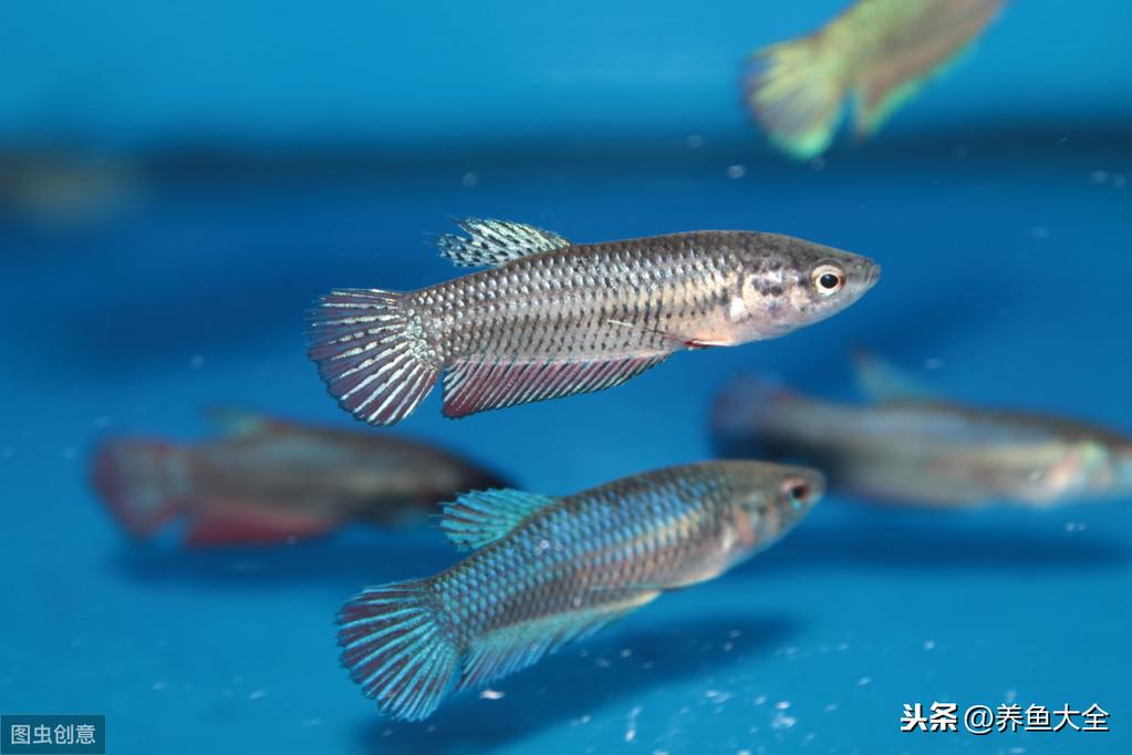 水族店利润有多大？新手开水族店需要投资多少？