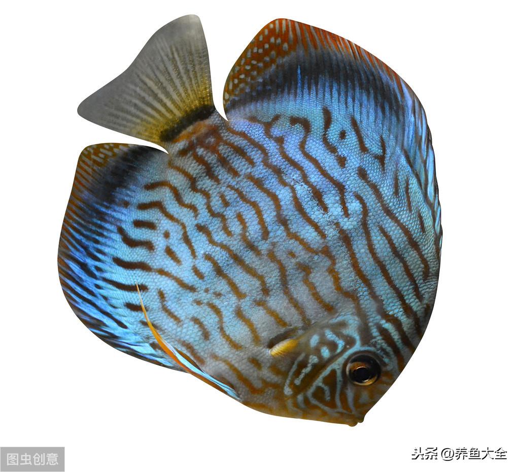 水族店利润有多大？新手开水族店需要投资多少？
