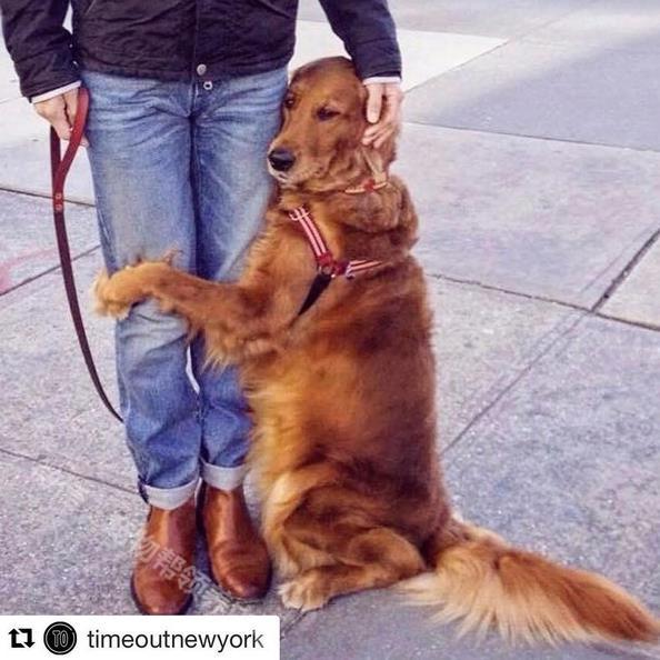 宠物帮领养中心官网（正规免费领养app平台排名）