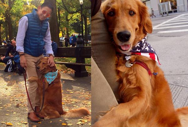 宠物帮领养中心官网（正规免费领养app平台排名）