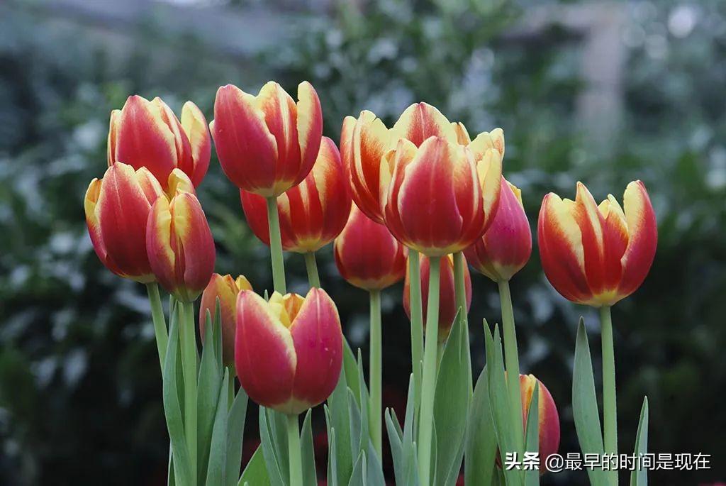 荷兰式拍卖规则（盘点荷兰式拍卖适用产品有哪些）