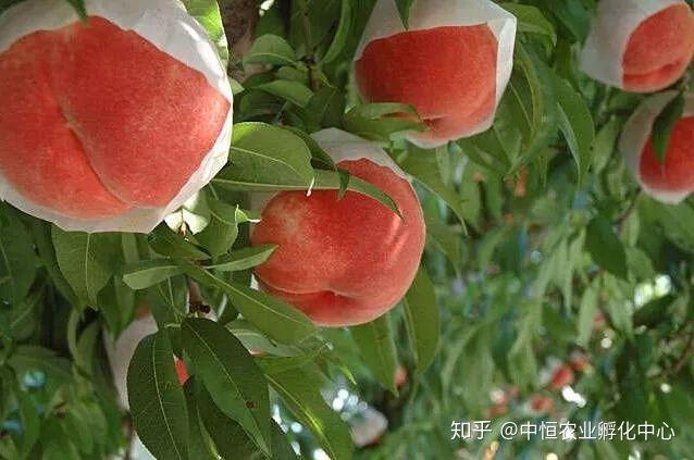 农产品供应链模式有哪些？农产品供应链方案模板大全