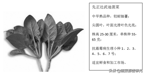 速冻蔬菜怎么做？盘点速冻蔬菜的种类有哪些