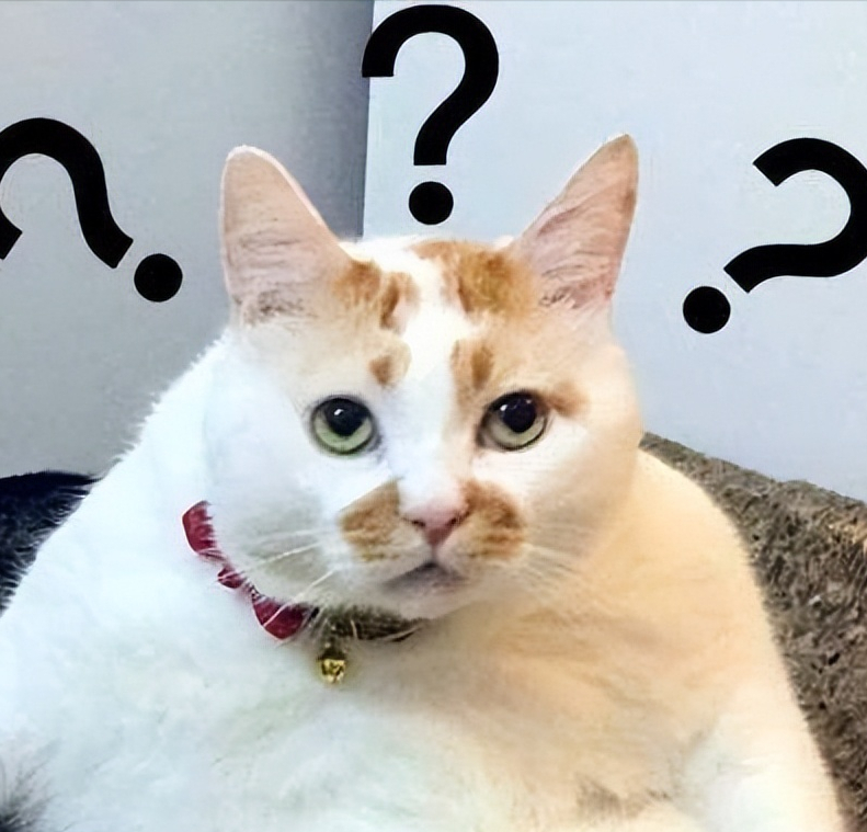 宠物平台有哪些？线上宠物交易平台排行榜前十
