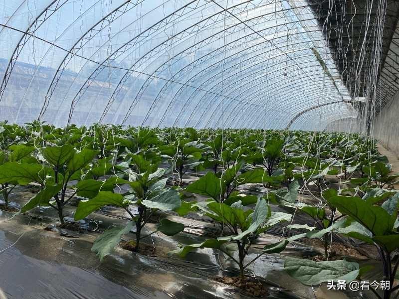 沱沱工社是干什么的?平谷沱沱工社简介